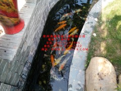蘇州市魚池水過濾技術(shù)
